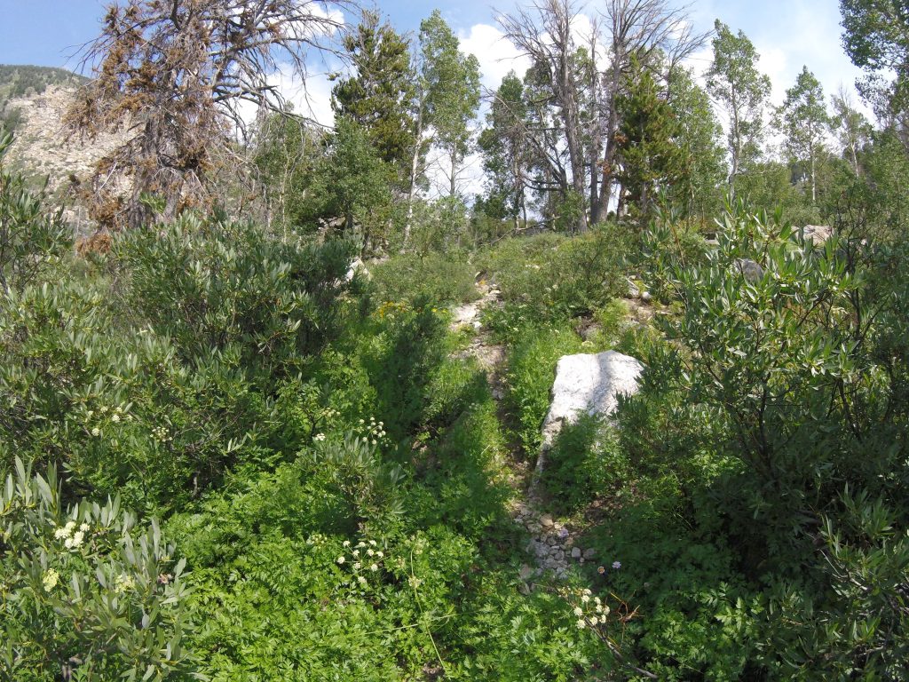 hiking in the ruby mountains - example of faint game trail