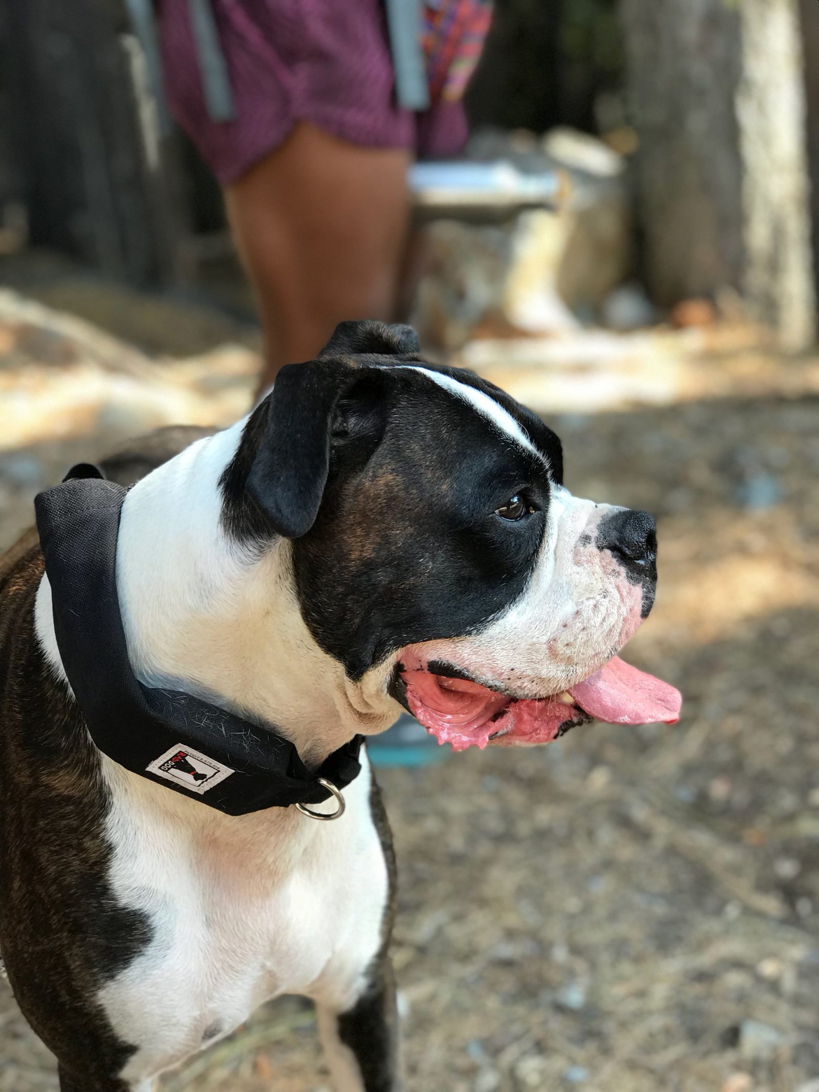 The Best Retractable Dog Leash for your RAD Dog! The Backpack Guide