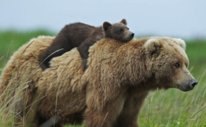 guide to responsible backpacking - momma bear and cub