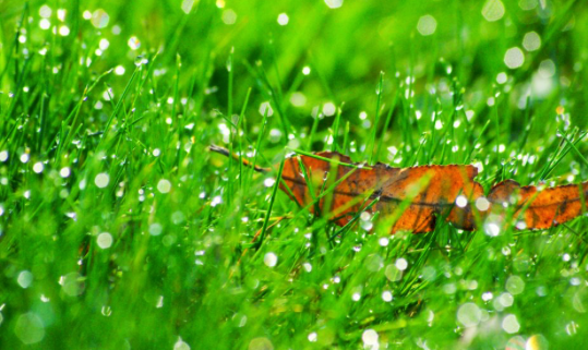 how to get clean water in the wild - morning dew