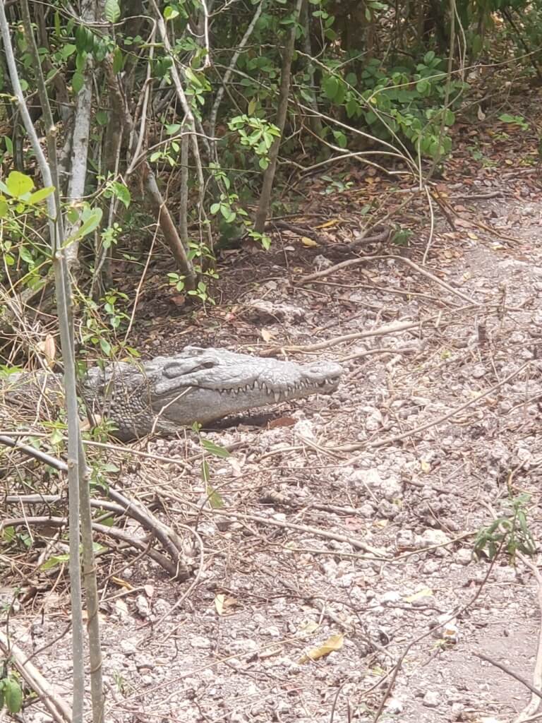 Crocodile on Bear Lake Trail