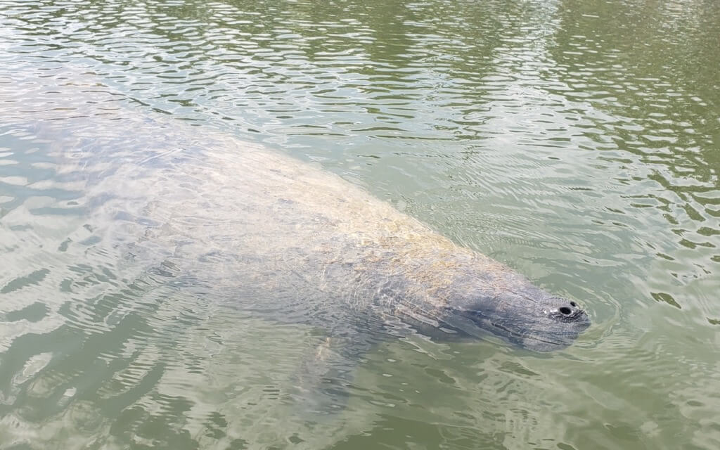 Manatee at Curry Hammock State Park