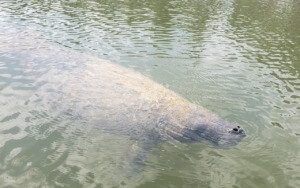 Manatee at Curry Hammock State Park