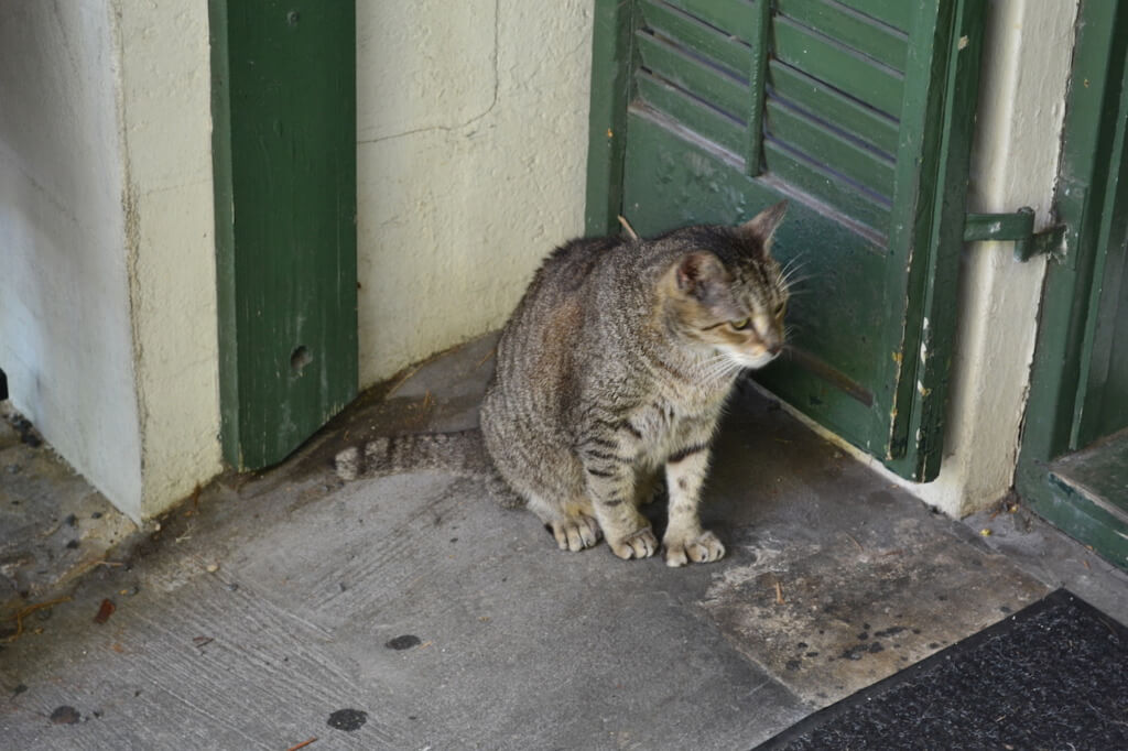 Polydactyl (Six-Toed) Cat