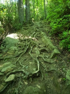 Roots on Low Gap Trail in GSMNP