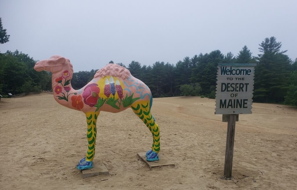 Desert of Maine Camel