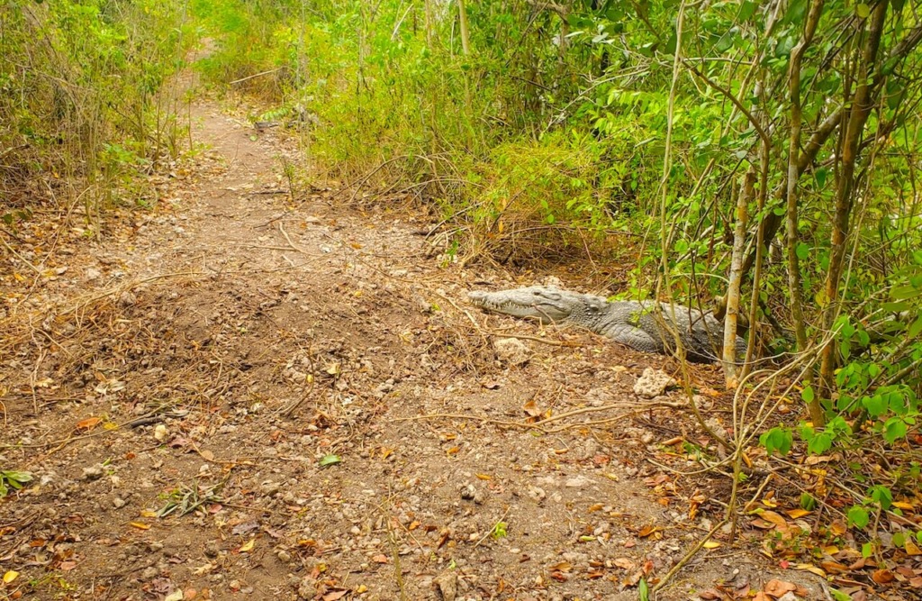 unexpected surprise crocodile encounter