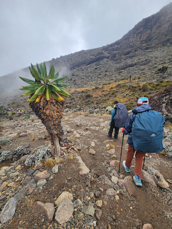 Woman descending trail on Kilimanjaro