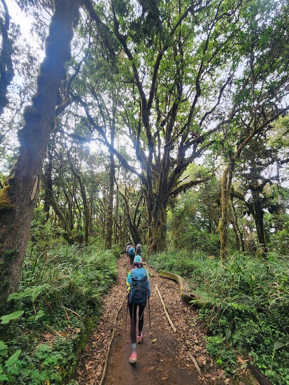Woman hiking through the rainforest